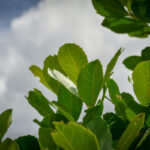 Desarrollan nuevas variedades de yerba mate en Cerro Azul buscando más rendimiento y adaptación